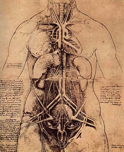 The_Principle_Organs_and_Vascular_and_Urino-Genital_Systems_of_a_Woman