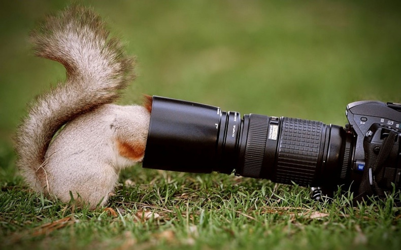 curious-squirrel