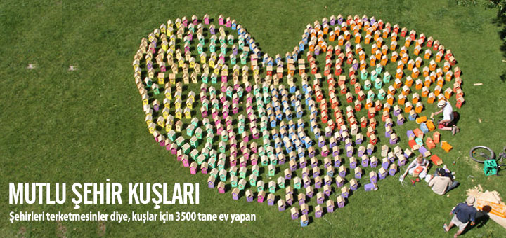 mutlu-sehir-kuslari