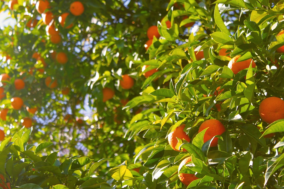 Orange-tree-1149584_960_720