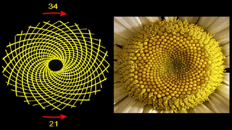 fibonacci-image-week-1_790x445