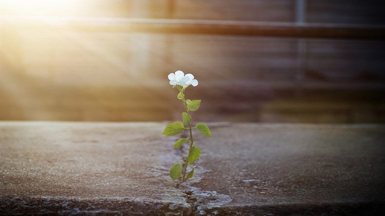 white flower growing on crack street in sunbeam, soft focus