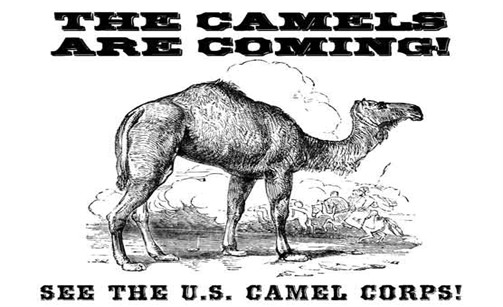 Douglas-the-Camel-Event-Poster-Legal_503x307