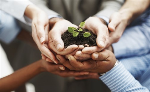 Business development - Closeup of hands holding seedling in a group